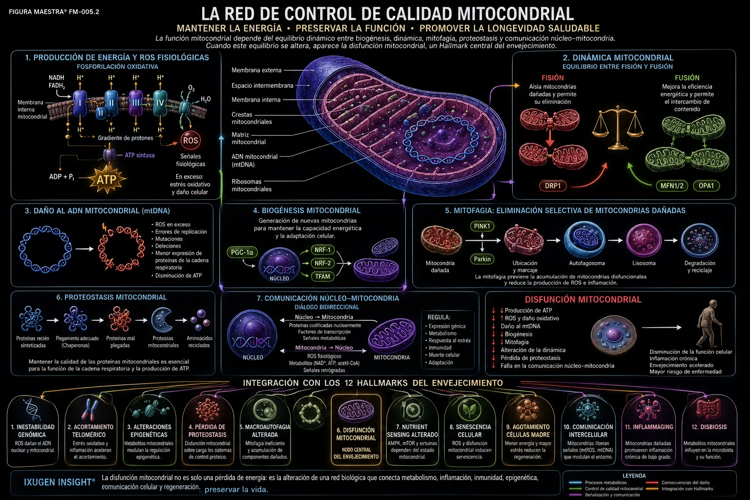 Ilustración tridimensional que integra producción de ATP y ROS fisiológicos, daño al ADN mitocondrial, fisión y fusión, biogénesis regulada por PGC-1α, mitofagia mediada por PINK1/Parkin, proteostasis y comunicación núcleo–mitocondria.