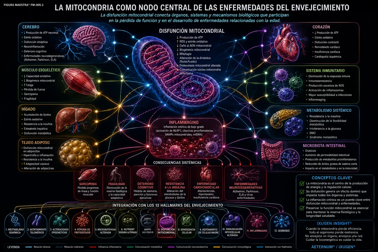 La Mitocondria como Nodo Central de las Enfermedades del Envejecimiento