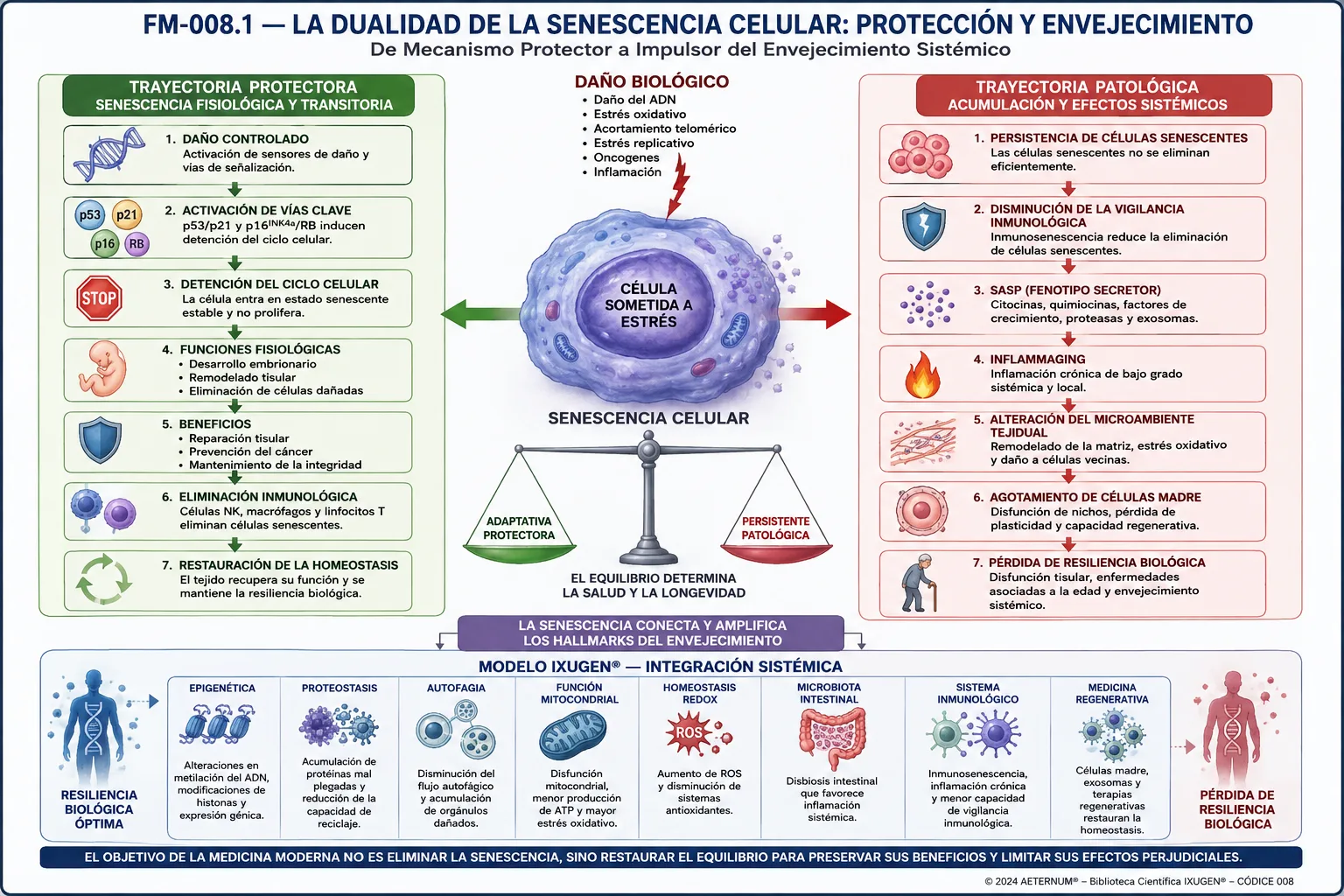 En el centro se representa una célula sometida a daño biológico. Desde ella parten dos trayectorias principales. Trayectoria protectora (izquierda): Daño celular controlado. Activación de p53/p21 y p16^INK4a/RB. Detención del ciclo celular. Desarrollo embrionario. Reparación tisular. Prevención del cáncer. Eliminación inmunológica. Restauración de la homeostasis. Trayectoria patológica (derecha): Persistencia de células senescentes. Disminución de la vigilancia inmunológica. Desarrollo del SASP. Inflammaging. Alteración del microambiente tisular. Agotamiento de células madre. Disminución de la