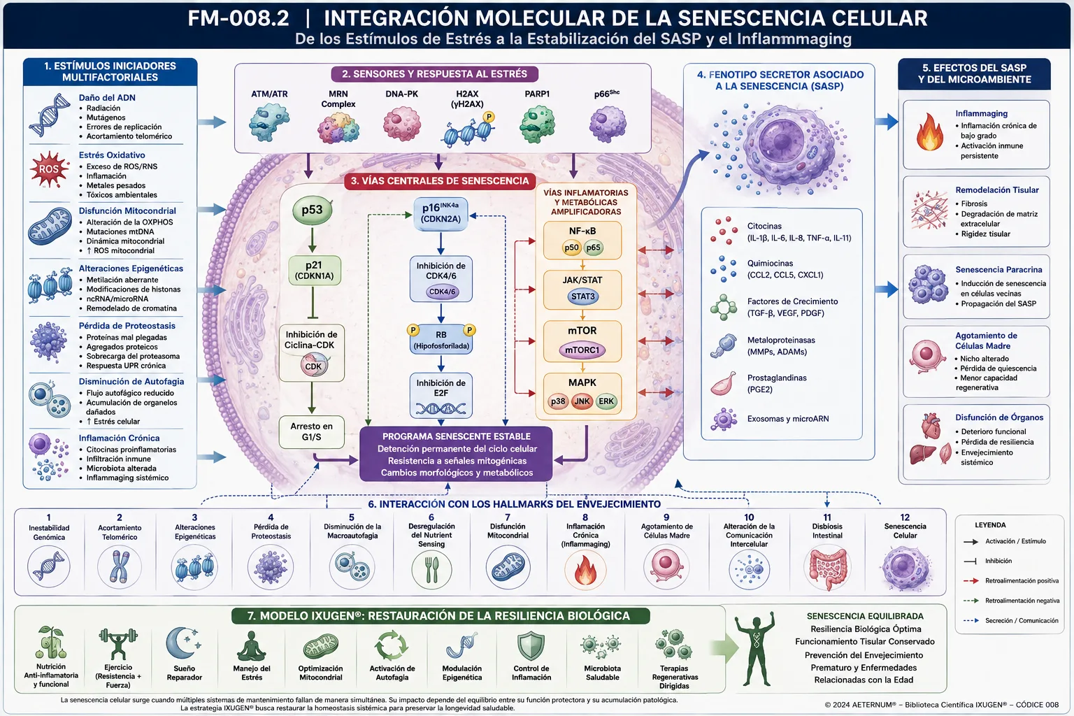 En el centro se representa la Senescencia Celular como nodo principal. Alrededor convergen: Daño del ADN. Acortamiento telomérico. ATM/ATR. p53/p21. p16INK4a/RB. Estrés oxidativo. Disfunción mitocondrial. Alteraciones epigenéticas. Pérdida de proteostasis. Disminución de la autofagia. NF-κB. JAK/STAT. mTOR. MAPK. Desde la senescencia parten flechas hacia: SASP. Inflammaging. Alteración del microambiente. Agotamiento de células madre. Disminución de la regeneración. Envejecimiento sistémico. En la base de la figura se integra el Modelo IXUGEN®, mostrando la interacción permanente entre todos lo